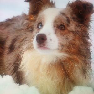 Unknown Breed