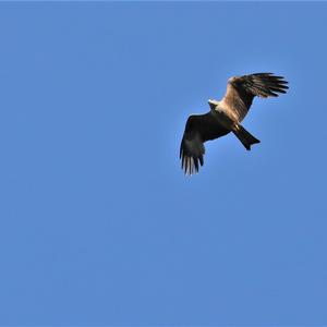 Red Kite