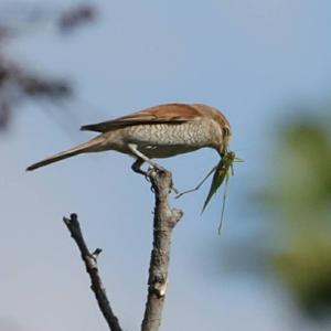 Red-backed Shrike