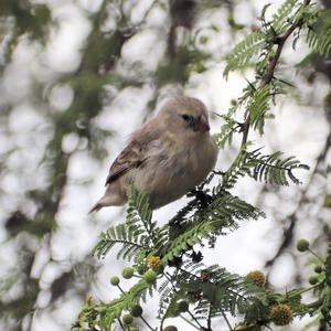 Small Tree-finch