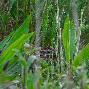 Common Quail