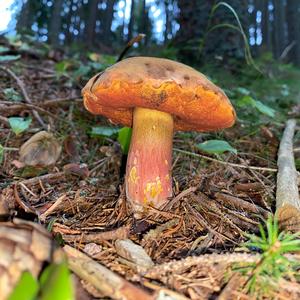 Dotted-stem Bolete