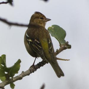 Eurasian Chaffinch