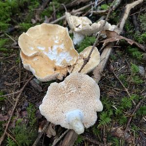 Hedgehog Fungus, Common