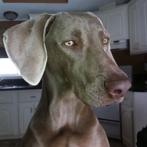 Weimaraner