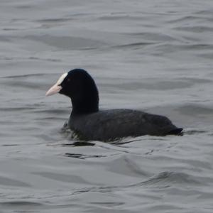 Common Coot