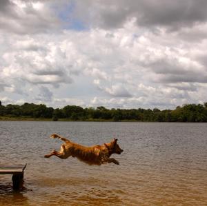 Retriever (Golden)