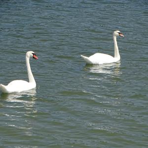 Mute Swan