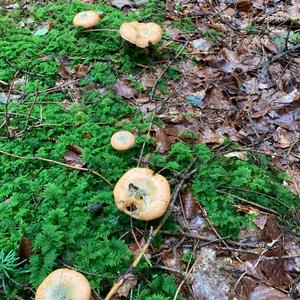 False Saffron Milk Cap