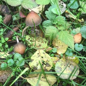 Lawn Mower`s Mushroom