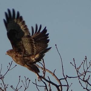 Mäusebussard