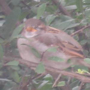 House Sparrow