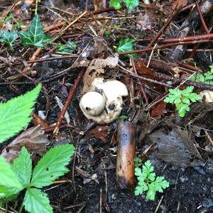 Collared Earthstar