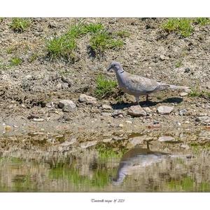 Eurasian Collared-dove