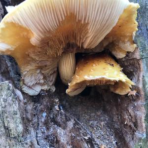 Oyster Mushroom