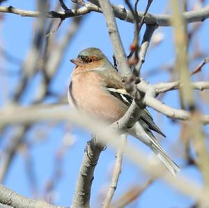 Eurasian Chaffinch