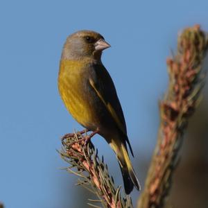 European Greenfinch