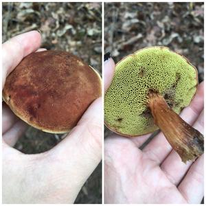 Red-cracked Bolete