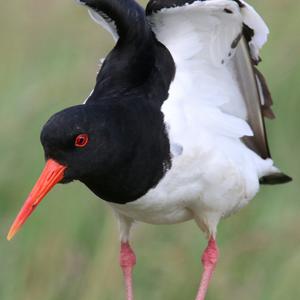 Eurasian Oystercatcher