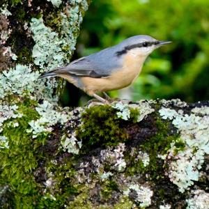 Wood Nuthatch