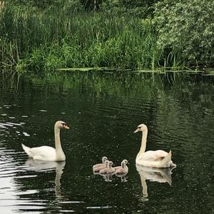 Mute Swan