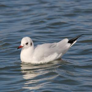 Black-headed Gull