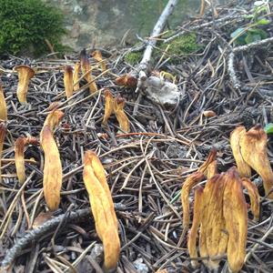 Pestle-shaped Coral