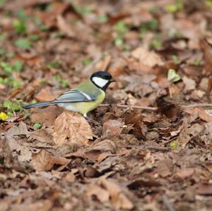 Great Tit