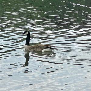 Canada Goose