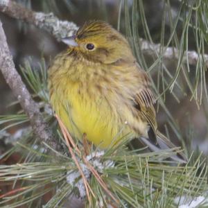 Yellowhammer