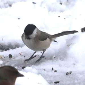 Willow Tit