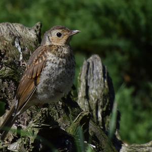 Song Thrush