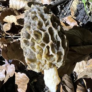 Yellow Morel