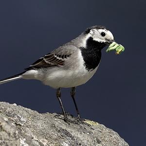 White Wagtail