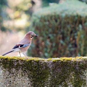 Eurasian Jay