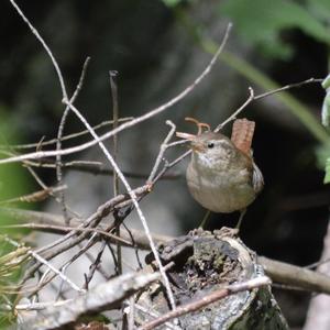 Winter Wren