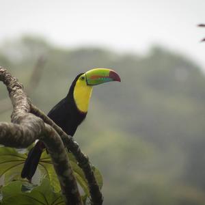 Keel-billed Toucan