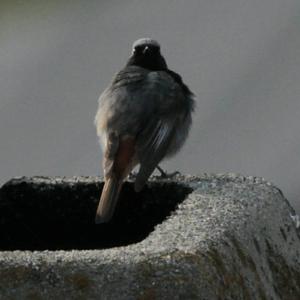 Black Redstart