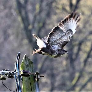 Mäusebussard