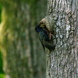 Common Starling