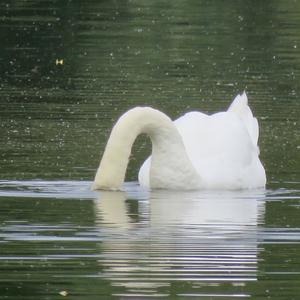 Höckerschwan