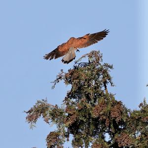 Common Kestrel