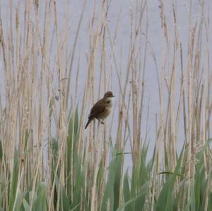 Eurasian Reed-warbler