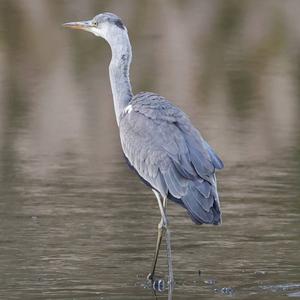 Grey Heron