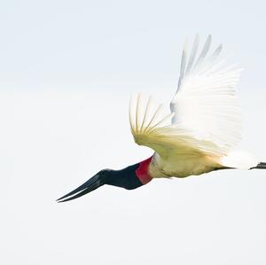 Jabiru