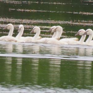 Mute Swan