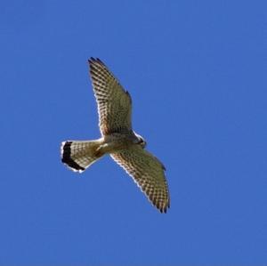 Common Kestrel