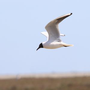 Black-headed Gull