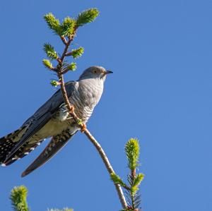 Common Cuckoo