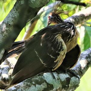 Hoatzin